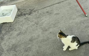 White and tabby street cat on Galata Bridge, Istanbul, watching fresh fish in a box beside local fishermen.