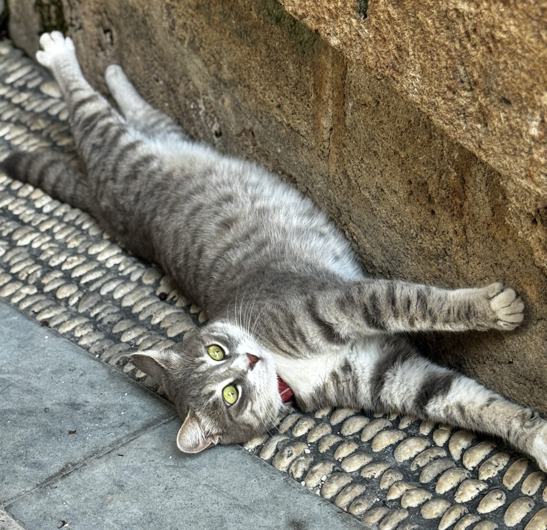 Grey cat belly up, inviting strangers to pat her belly.