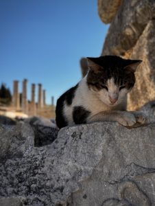 Black and white cat lying across ancient marble ruins in Ephesus, spine arched against sun-warmed stone. 