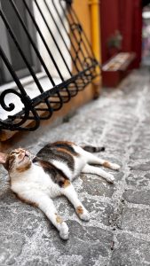 Calico cat sprawled across cobblestones, belly exposed, tail twitching, pedestrians stepping around 