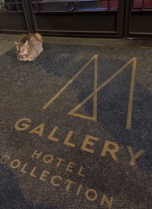 Tabby cat sitting on a hotel doormat, blocking the entrance as guests wheel bags past her.