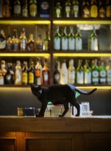 Black cat perched on a bar counter, tail brushing bottles, neon lights glowing behind her.