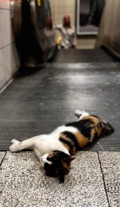 Calico cat sprawled across a metro station floor during rush hour, commuters stepping around her.