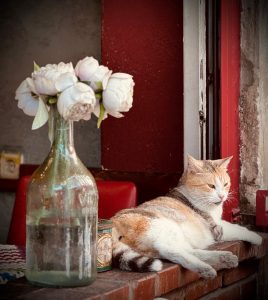 Ginger Tabby cat sitting beside a vase of flowers in a sunlit café window.