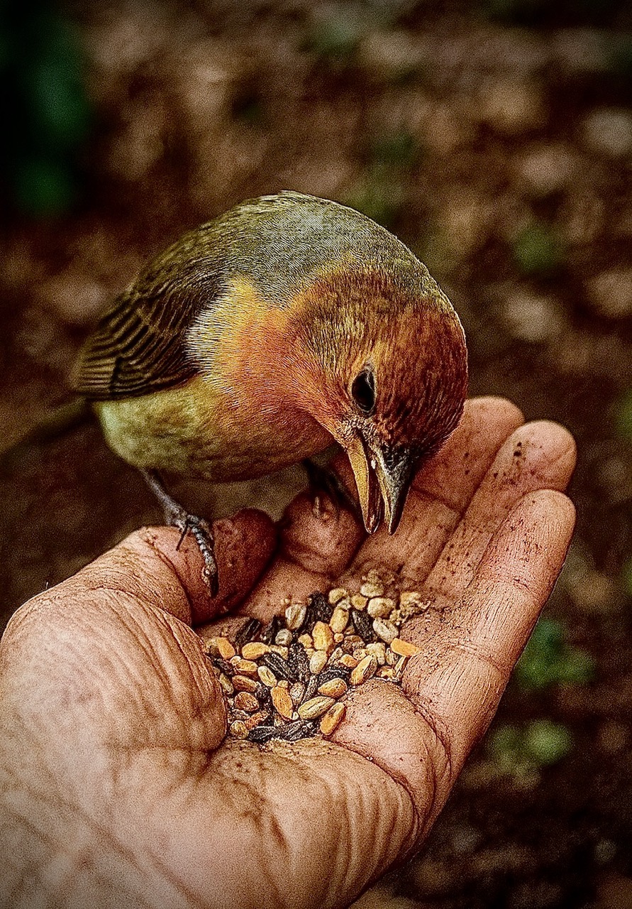 Close-up of a small bird pecking seeds from a rough hand, symbolising the phrase don’t bite the hand that feeds you.
